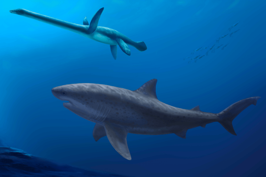 An artist’s rendering of the newly discovered species of lamniform shark (bottom) compared to a plesiosaur (marine reptile) living at the same time (top). (courtesy of Pollyanna von Knorring, Swedish Museum of Natural History)