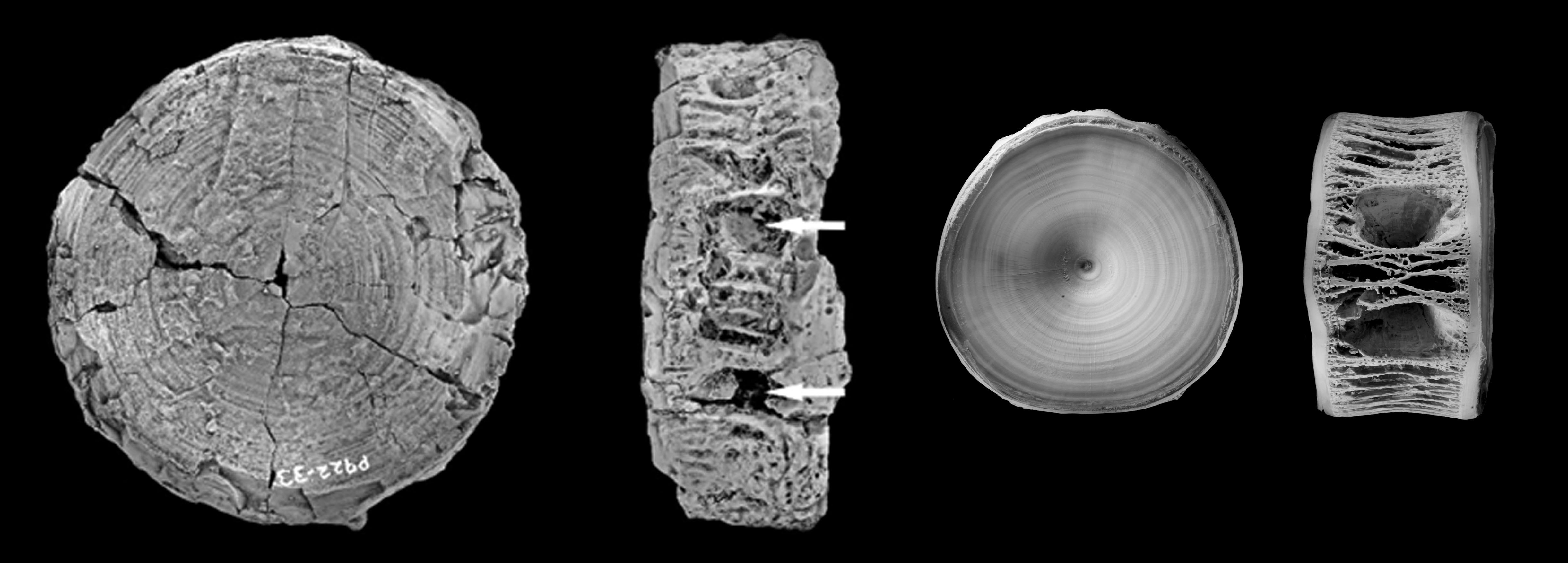 Fossil images of cardabiodontid (left) and white shark centrum (right)