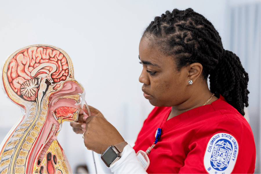 CSU Nursing student training on a anatomical cross-section model 