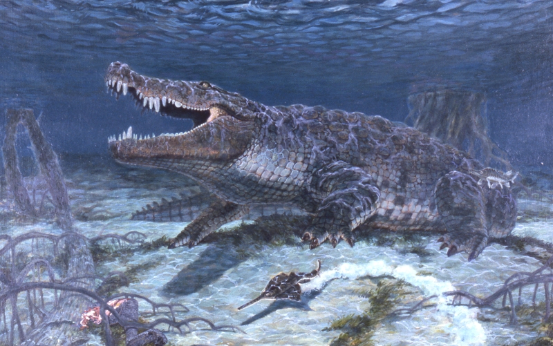 An artistic rendering of Deinosuchus schwimmeri swimming underwater. Credit: David W. Miller (used with the artist's permission)