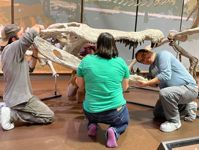 Three people installing Deinosuchus schwimmeri fossil replica in the Tellus Science Museum, including a man sticking his head in the skull area of the replica.