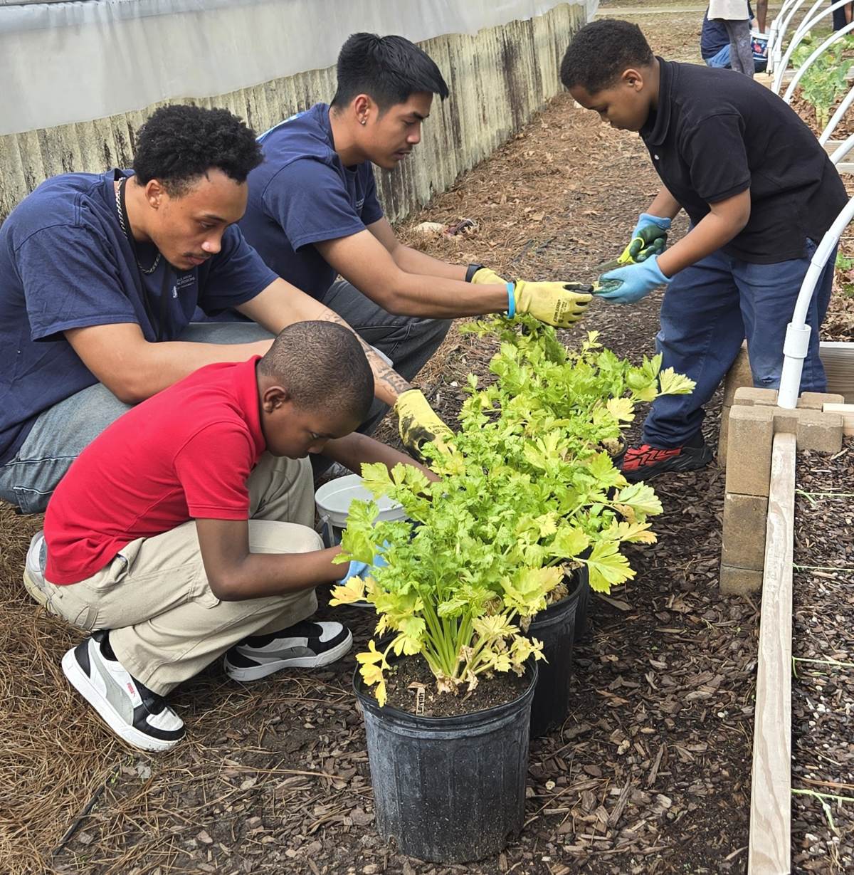 Two young men in navy t-shirts squatting outdoors to help two children care for leafy green plants growing in large black plastic pots arranged in a line alongside a garden bed.