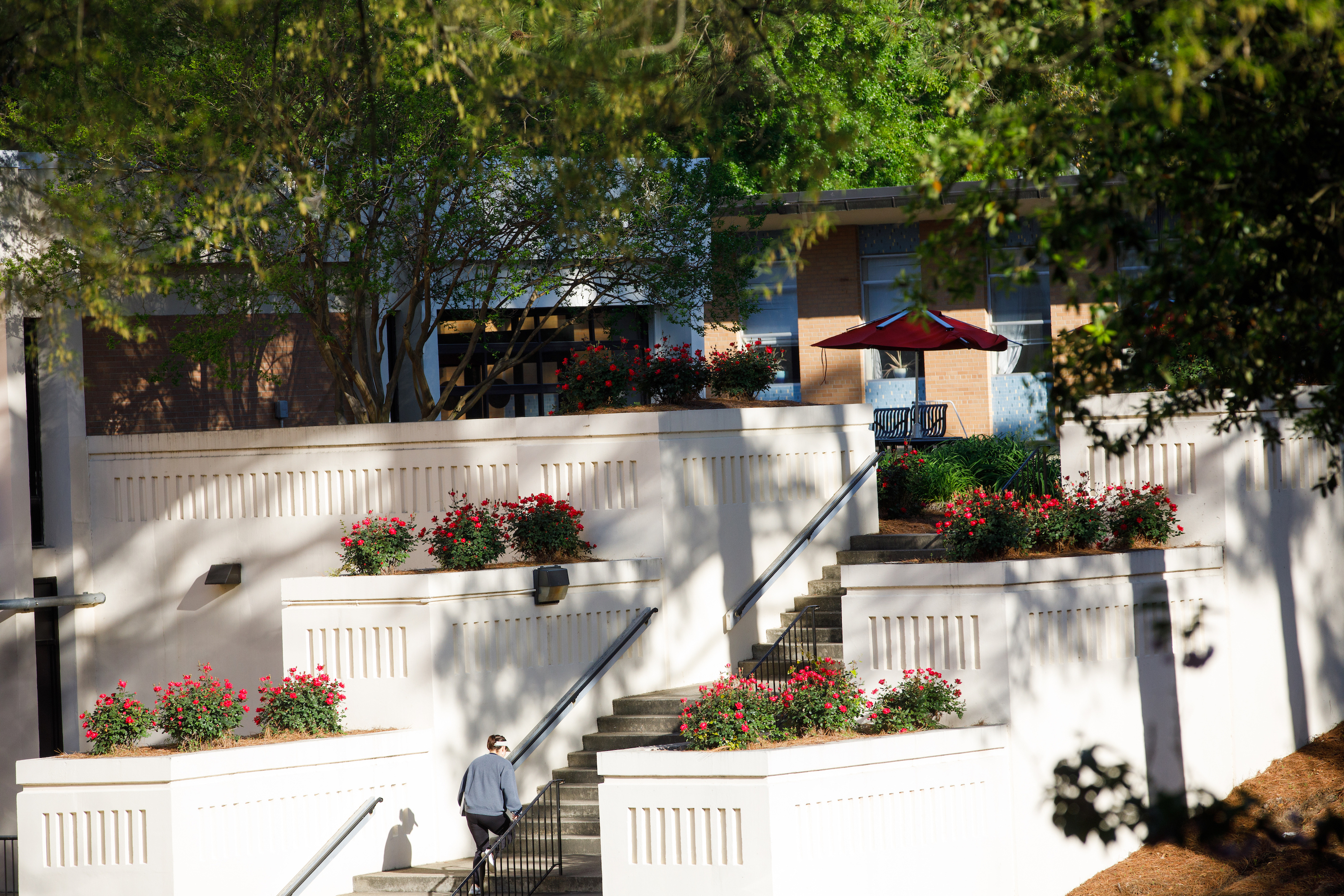 A person walks up outdoor stairs that have large white planters with red flowers on either side. A brick building is in the background.